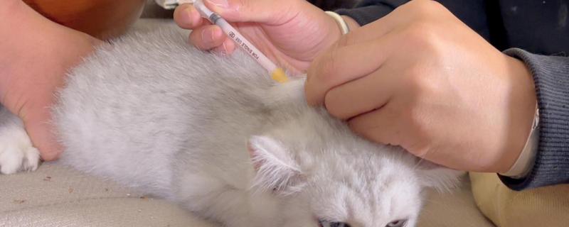 猫咪打疫苗的注意事项，刚带回家不可立即送去打疫苗