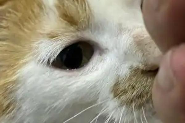 猫咪打疫苗的注意事项，刚带回家不可立即送去打疫苗