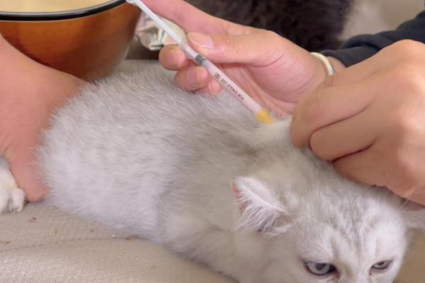 猫咪打疫苗的注意事项，刚带回家不可立即送去打疫苗