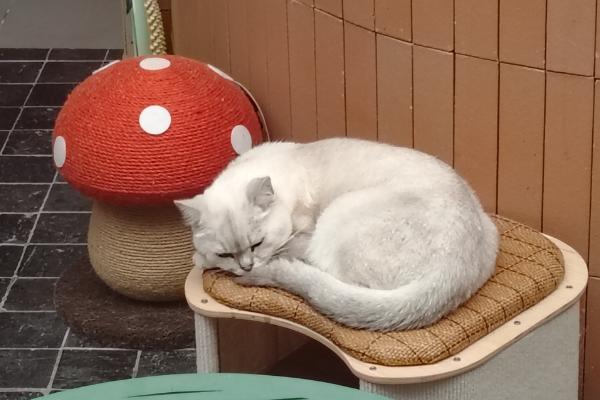 猫咪打疫苗的注意事项，刚带回家不可立即送去打疫苗