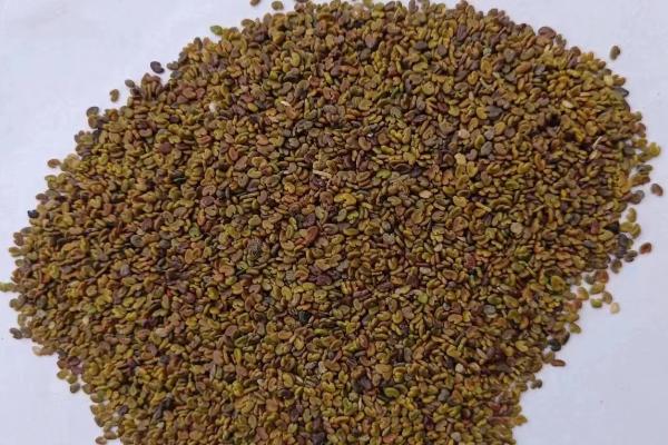 紫云英的种植方法，秋季9-10月种植为佳