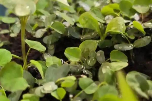 紫云英的种植方法，秋季9-10月种植为佳