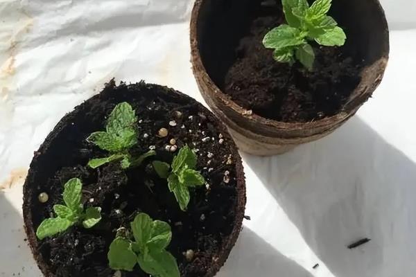 薄荷如何繁殖，可扦插也可分株繁殖