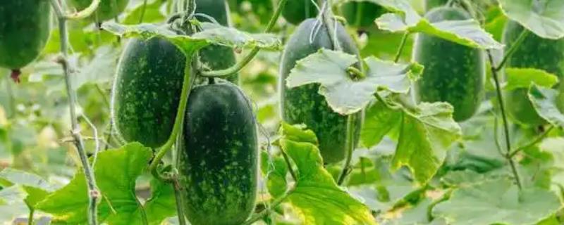 冬瓜怎么整枝打叉，将藤蔓上的卷须剪除可以节省养分
