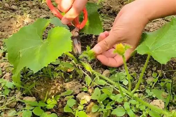 冬瓜怎么整枝打叉，将藤蔓上的卷须剪除可以节省养分