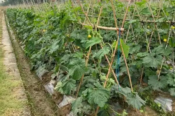 冬瓜怎么整枝打叉，将藤蔓上的卷须剪除可以节省养分