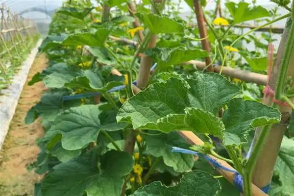 冬瓜怎么整枝打叉，将藤蔓上的卷须剪除可以节省养分