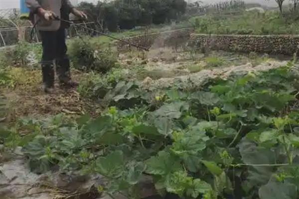 冬瓜怎么整枝打叉，将藤蔓上的卷须剪除可以节省养分