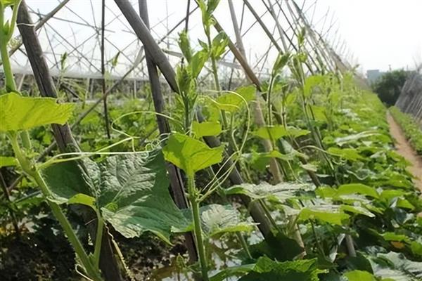冬瓜怎么整枝打叉，将藤蔓上的卷须剪除可以节省养分