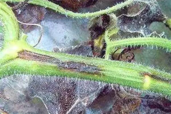 冬瓜怎么整枝打叉，将藤蔓上的卷须剪除可以节省养分