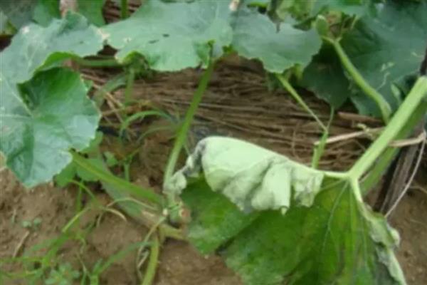 冬瓜怎么整枝打叉，将藤蔓上的卷须剪除可以节省养分