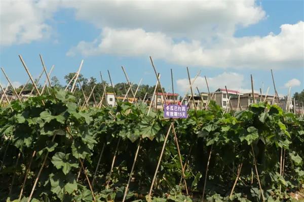 冬瓜怎么整枝打叉，将藤蔓上的卷须剪除可以节省养分