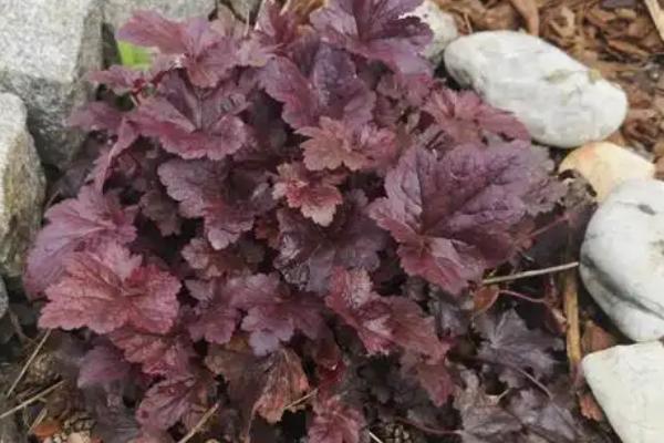 矾根怎么养殖,生长盛期每个月追肥一次