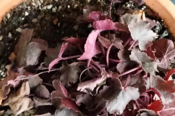 矾根怎么养殖,生长盛期每个月追肥一次