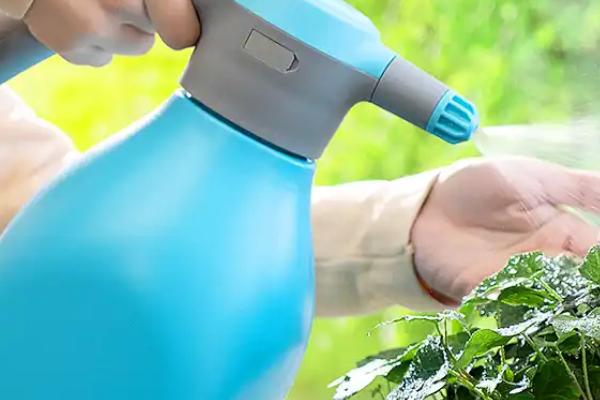 矾根怎么养殖,生长盛期每个月追肥一次