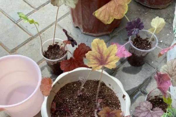 矾根怎么养殖,生长盛期每个月追肥一次