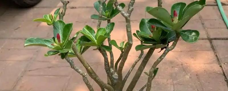 沙漠玫瑰花期如何浇水，不可将水分喷洒在花苞上