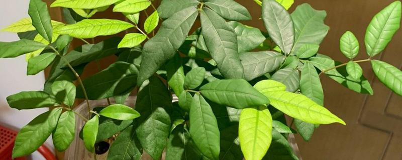 怎么用龙眼种子育苗,浸种催芽后每穴播种一粒