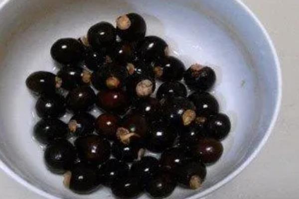 怎么用龙眼种子育苗,浸种催芽后每穴播种一粒