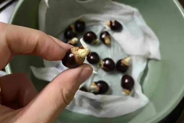 怎么用龙眼种子育苗,浸种催芽后每穴播种一粒