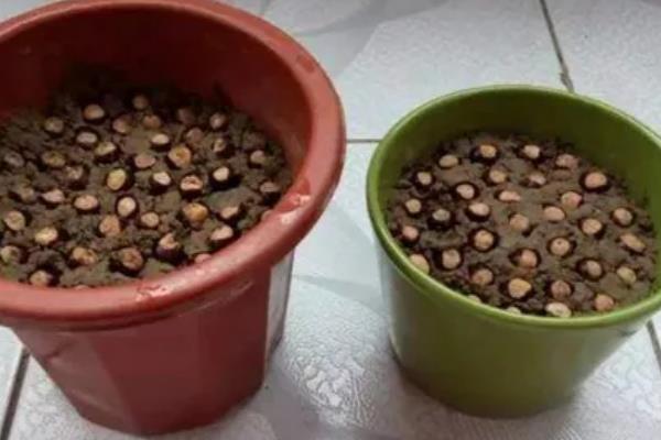 怎么用龙眼种子育苗,浸种催芽后每穴播种一粒