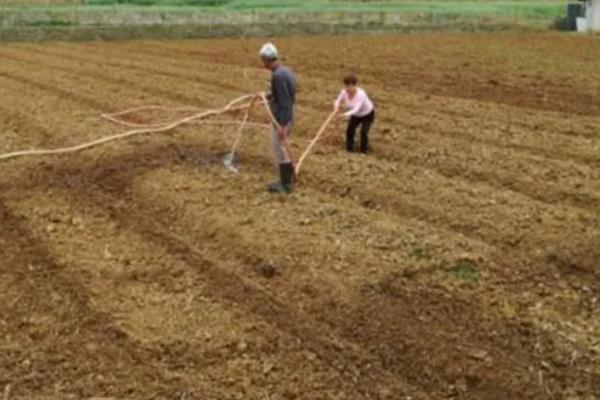 怎么用龙眼种子育苗,浸种催芽后每穴播种一粒