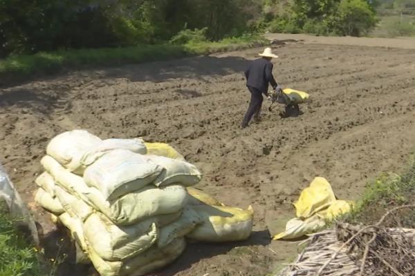 怎么用龙眼种子育苗,浸种催芽后每穴播种一粒
