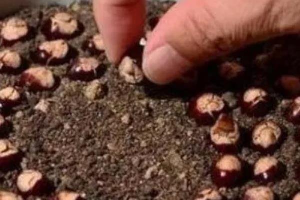 怎么用龙眼种子育苗,浸种催芽后每穴播种一粒