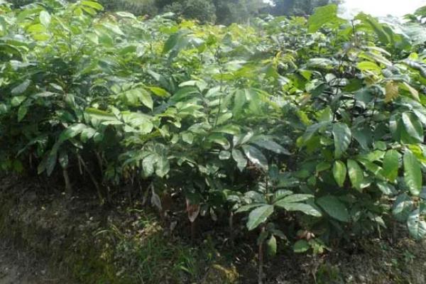 怎么用龙眼种子育苗,浸种催芽后每穴播种一粒