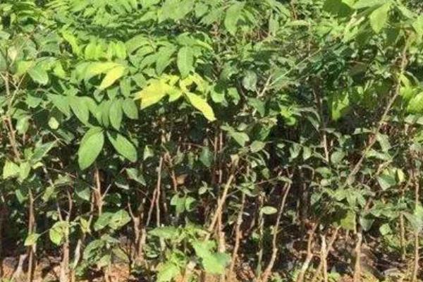 怎么用龙眼种子育苗,浸种催芽后每穴播种一粒