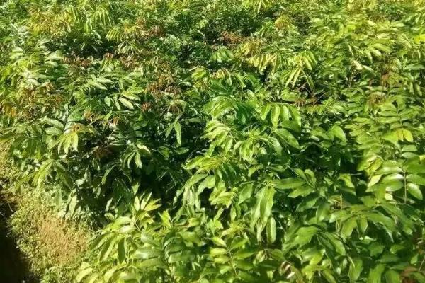 怎么用龙眼种子育苗,浸种催芽后每穴播种一粒