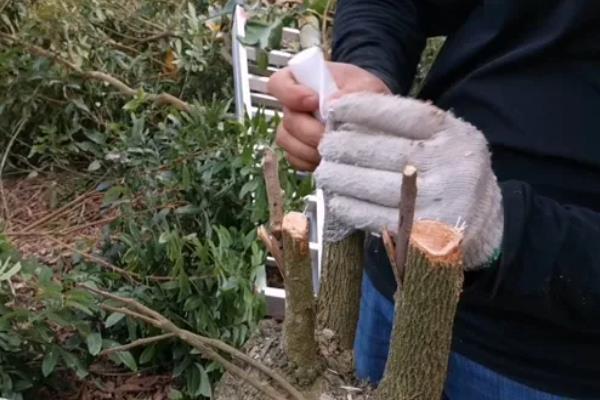 怎么用龙眼种子育苗,浸种催芽后每穴播种一粒