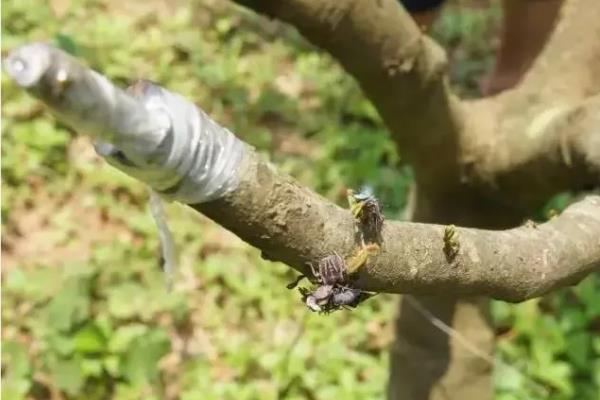 怎么用龙眼种子育苗,浸种催芽后每穴播种一粒