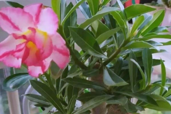 沙漠玫瑰花期如何浇水，不可将水分喷洒在花苞上