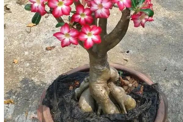沙漠玫瑰花期如何浇水，不可将水分喷洒在花苞上