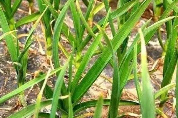 怎样留好大蒜种子，蒜种要每2-3年更换一次