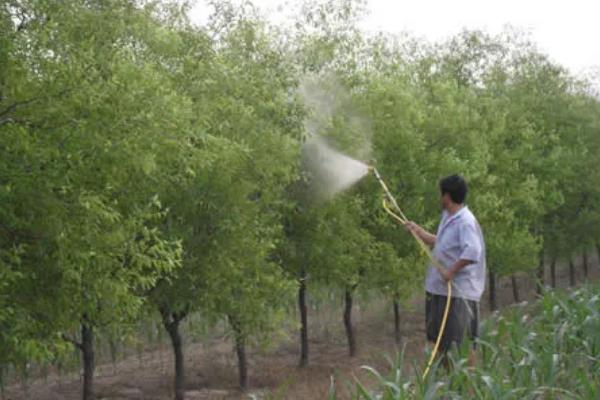 酸枣适合哪些地区种植，在吉林、辽宁、河北等地均可种植