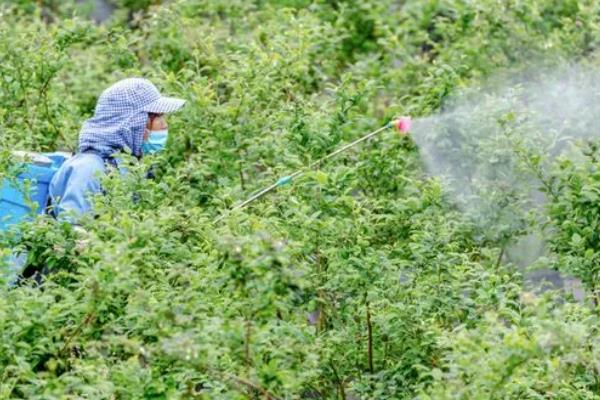 蓝莓为何叶片枯黄，可能是土壤不适、缺少水肥等因素造成