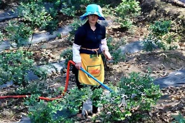 蓝莓为何叶片枯黄，可能是土壤不适、缺少水肥等因素造成