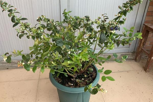 蓝莓为何叶片枯黄，可能是土壤不适、缺少水肥等因素造成