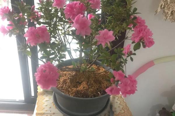 安酷杜鹃怎么养殖，生长期每个月追施一次复合肥