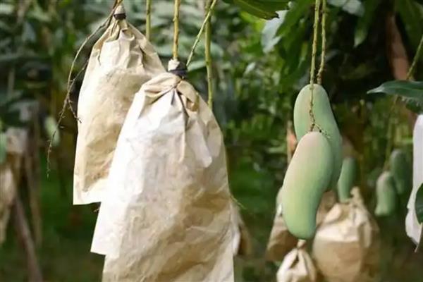 如何给芒果套袋，在果实表皮微微发紫后进行
