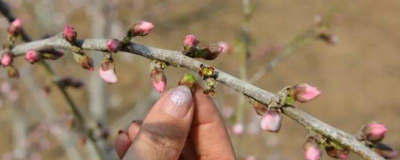 桃树的疏花疏果方法，开花前要清除畸形、弱小的花蕾