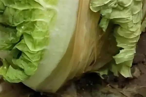 白菜烂心的原因，可能是得了软腐病