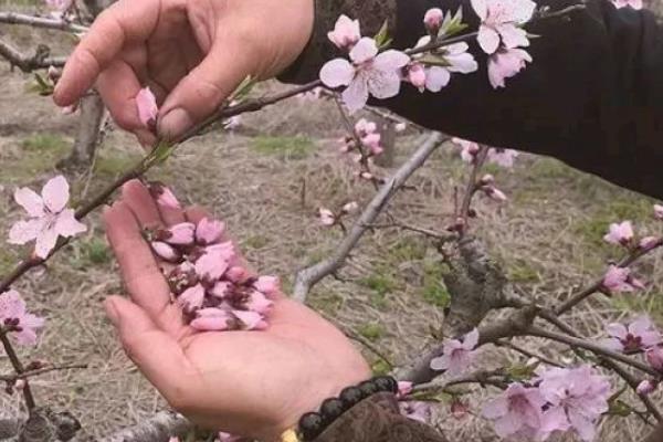 桃树的疏花疏果方法，开花前要清除畸形、弱小的花蕾