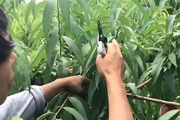 桃树的疏花疏果方法，开花前要清除畸形、弱小的花蕾