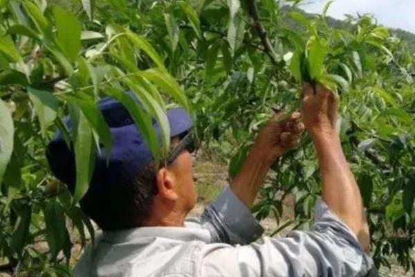 桃树的疏花疏果方法，开花前要清除畸形、弱小的花蕾