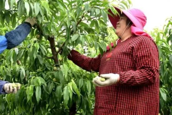 桃树的疏花疏果方法，开花前要清除畸形、弱小的花蕾