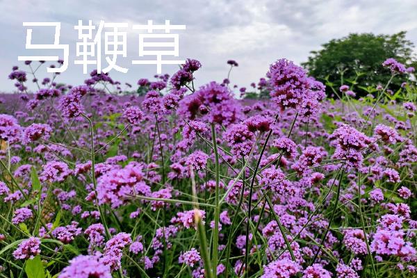 种植马鞭草的注意事项，适合温暖的地方种植