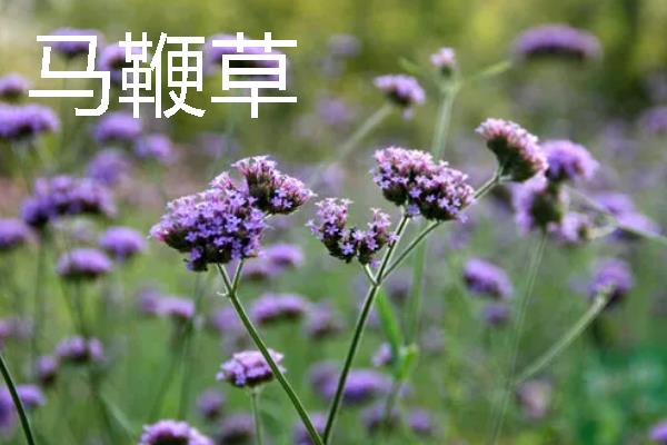 种植马鞭草的注意事项，适合温暖的地方种植